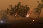rains, bushfires, australia fires warnings of huge blazes ahead despite raining, Food bank