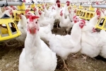 Bird flu outbreak, Bird flu USA, bird flu outbreak in the usa triggers doubts, United states