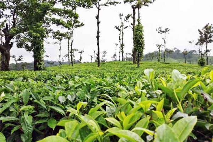 Coorg: The Coffee Capital of India