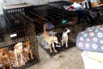 Dog Meat consumption, Dog Meat South Korea banned, consuming dog meat is a right of consumer choice, Dog meat consumption Dog Meat consumption, Dog Meat South Korea banned, consuming dog meat is a right of consumer choice, Dog meat consumption