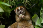 Red list, endandgered species, cute but deadly the critically endangered slow lorises, Nutrition