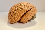 Brains, Caucasian, indians have smaller brains a study revealed, Indian brain atlast