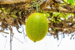 Snake Venom breaking, Snake Venom neutrailization, this miraculous plant can neutralise snake venom in minutes, Snake venom
