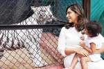 Klin Kaara breaking news, Klin Kaara baby tiger, klin kaara meets her namesake tigress on second birthday, Hidden