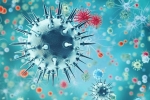 coronavirus, flu, a new virus discovered in china is another pandemic on the way, Swine flu
