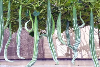 Advantages of eating Snake Gourd Advantages of eating Snake Gourd
