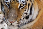 bronx zoo, bronx zoo, bronx zoo tiger nadia the first animal tested positive for covid 19, Wildlife