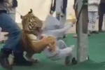 promotion show, Tiger attacks girl, tiger attacks girl in saudi arabia, Tiger attacks girl promotion show, Tiger attacks girl, tiger attacks girl in saudi arabia, Tiger attacks girl