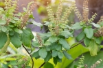 how to use tulsi leaves for hair, how to use tulsi leaves for hair, tulsi for skin how this indian herb helps in making your skin acne free glowing, Hair fall