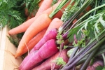 Carrot, Red Carrot Vs Orange Carrot updates, which carrot is more beneficial for health, Cancer