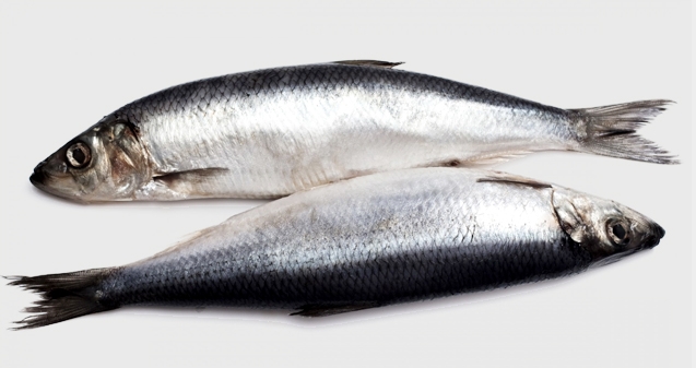 Oily fish a boon for women&#039;s health