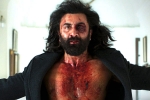 Animal seven days, Animal Ranbir Kapoor, animal first week worldwide collections, Animal movie