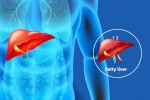 Fatty Liver Disease News new breaking, Fatty Liver Disease News health, body organs that can be affected by fatty liver disease, Body organs