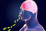 Primary Amoebic Meningoencephalitis, Primary Amoebic Meningoencephalitis, brain eating amoeba in kerala why and how it spreads, Bath