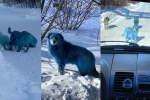 dogs, viral, bright blue stray dogs found in russia, Prank