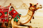 Camel Milk new breaking, Camel Milk new breaking, benefits and side effects of camel milk, Us study Camel Milk new breaking, Camel Milk new breaking, benefits and side effects of camel milk, Us study
