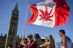 Marijuana, Canada Senate, canada senate legalizes recreational marijuana, Marijuana