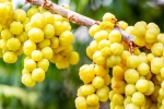 Amla latest breaking, Amla disadvantages, ten health benefits of consuming amla, Moisturizing