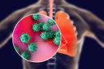 infection, proteins, new studies explain how the coronavirus enters our body, Body organs