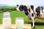 Cow Milk Protein bad for health, Cow Milk Protein news, can cow milk protein lead to type 1 diabetes, Cow milk protein