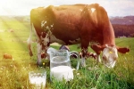 Cow Milk good for health, Cow Milk, ten health benefits of consuming cow milk, Brain health