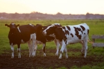 nagpur university, cancer, cow urine can cure cancer says nagpur institute, Cancerous