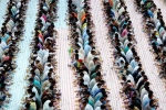 Indian expat, dubai, dubai based charity pct humanity run by indian expat enters guinness world records for holding longest iftar, Guinness world record