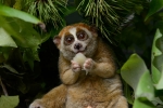 Red list, Red list, cute but deadly the critically endangered slow lorises, Red list
