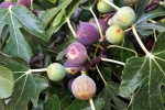 Figs health benefits, Figs analysis, are figs really vegetarian or non vegetarian, Vegan