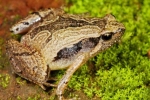 Frog Mucus Kills H1 Flu Virus, South Indian Frog Mucus Kills H1 Influenza Virus, south indian frog mucus kills flu virus, Peptides Frog Mucus Kills H1 Flu Virus, South Indian Frog Mucus Kills H1 Influenza Virus, south indian frog mucus kills flu virus, Peptides