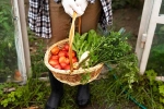 Vegetables, Fruits, fruits and veggies that are easy to grow at home, Mangoes