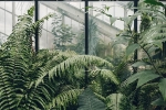 home, green, growing plants good for you and your home, Moods