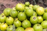 Guava bad for diabetics, Guava bad for which people, who should be careful with guava, Salad
