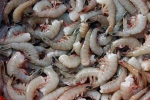 Shrimp, Indian shrimp ban, indian shrimp faces threat of ban in u s, Al hilal Shrimp, Indian shrimp ban, indian shrimp faces threat of ban in u s, Al hilal