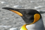 impacts the environment, nitrous oxide, laughing gas released from penguins poop causes a ruckusto the environment, Laughing gas