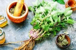 Lemon Balm health, Lemon Balm research, all about lemon balm and its health benefits, Holistic health