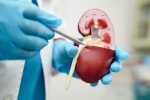 Creatinine Levels breaking updates, Creatinine Levels for kidneys, tips to lower your creatinine levels, Kidney health