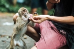 Monkey Bite advise, Monkey Bite health, what to do after a monkey bite, Dogs