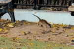 Rat Tourism in New York, Rodents in New York, must experience trend in new york city, Queen