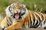 Buying and selling wild animals banned in Dubai, Dubai banned buying or selling wild animals, dubai ban selling and buying wild animals from july, Snakes