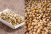 Sprouts vs Boiled Chana for Weight Loss Sprouts vs Boiled Chana for Weight Loss