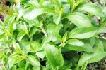Stevia breaking updates, Stevia for health, is consuming stevia bad for blood sugar levels, South america Stevia breaking updates, Stevia for health, is consuming stevia bad for blood sugar levels, South america