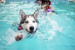 Dog Fitness updates, Swimming Dog Fitness good or bad, how can swimming boost your dog s fitness, Fitness tips