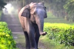 unique identification number, unique identification number, tamed elephants in india to get unique identification numbers like aadhar, Circus unique identification number, unique identification number, tamed elephants in india to get unique identification numbers like aadhar, Circus