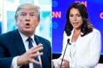 tulsi gabbard, trump slams tulsi gabbard, trump slams tulsi gabbard for alleging that he supports al qaeda, Al qaeda