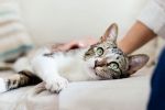 pet cats, covid-19, two pet cats in new york test positive for covid 19, Pet dog